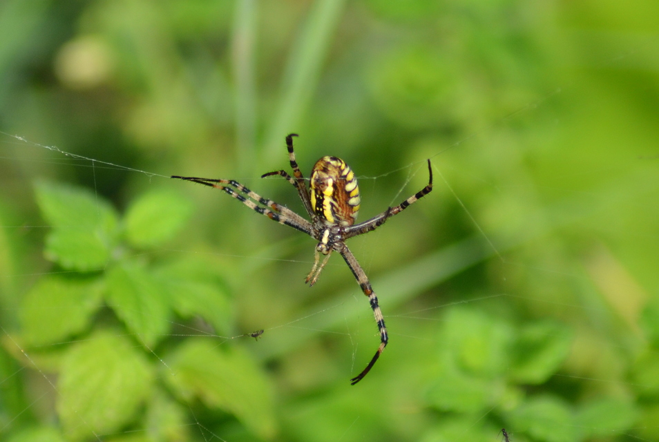 Argiope bruennichi - darázspók