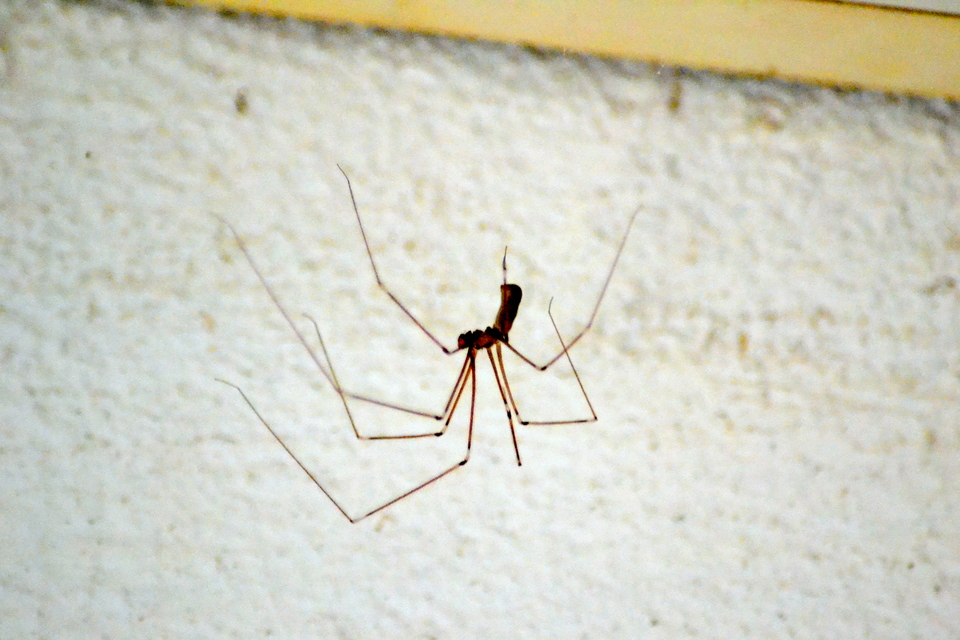 Pholcus