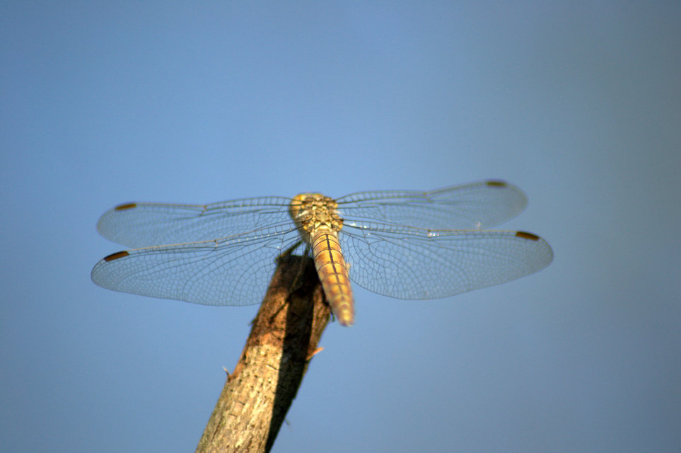 Orthetrum brunneum - pataki pásztorszitakötő