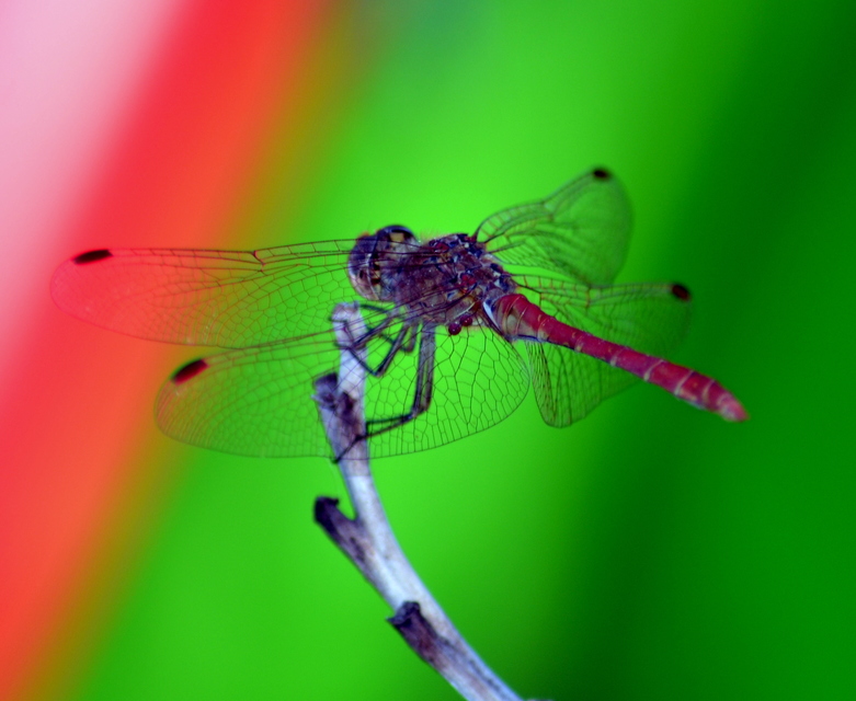 Sympetrum striolatum/vulgatum