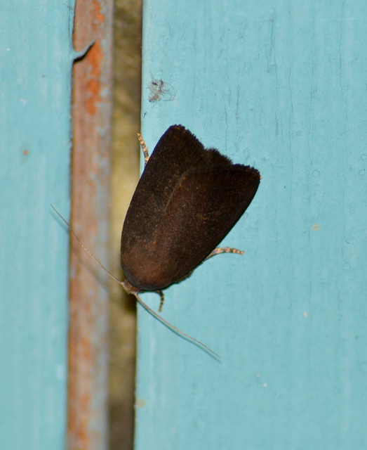 Noctua janthe/janthina