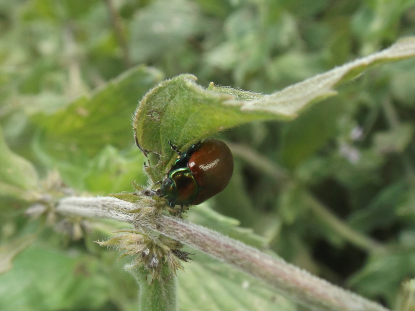 Chrysolina polita - réti mentalevelész