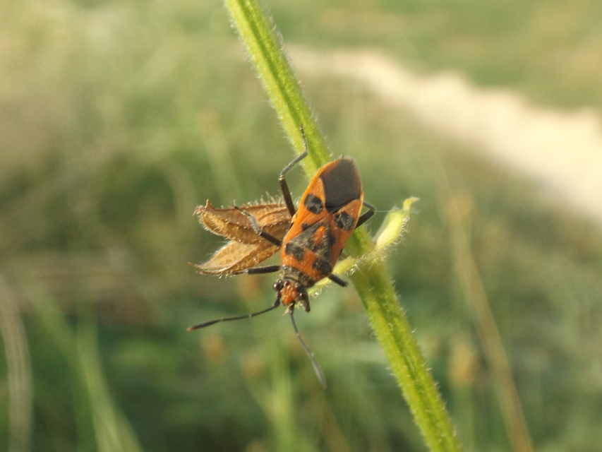 Corizus hyoscyami - piros karimáspoloska