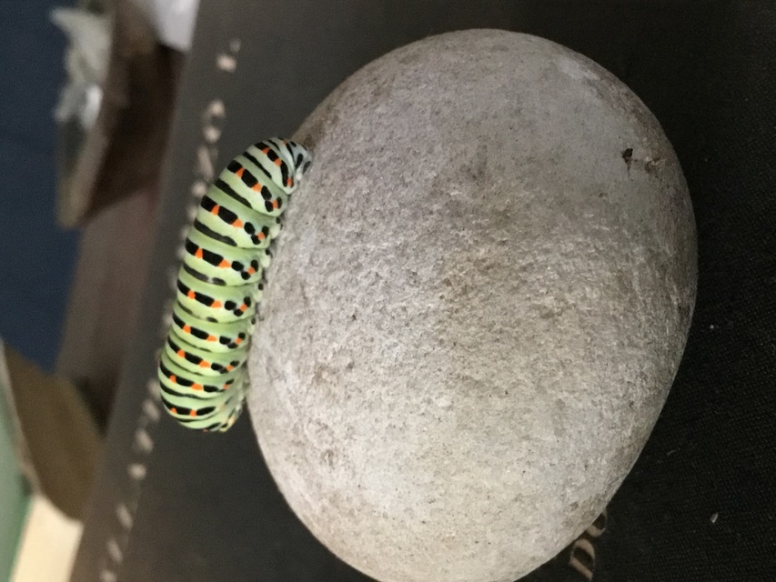 Papilio machaon - fecskefarkú lepke