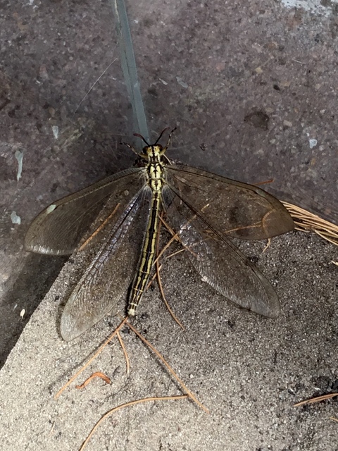 Myrmecaelurus trigrammus - hangyafarkas