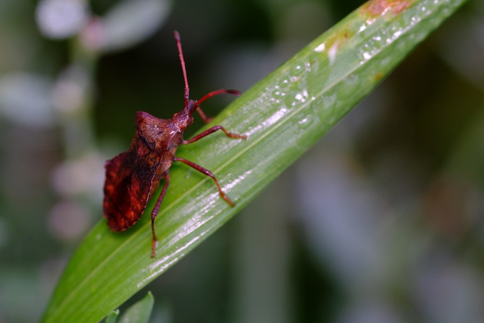 Coreus marginatus - közönséges karimáspoloska