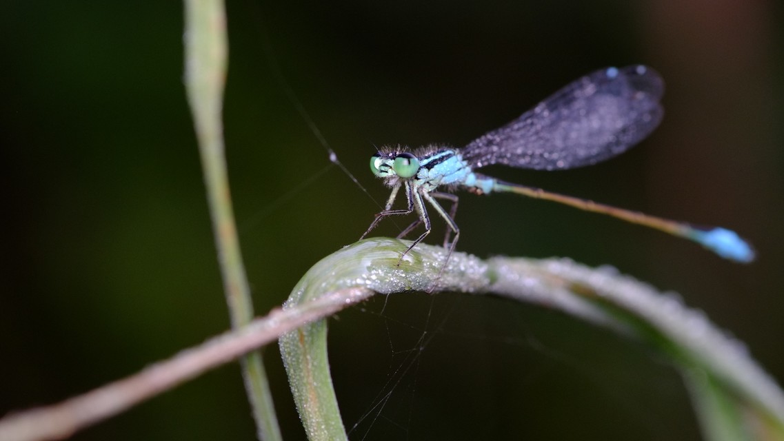 Ischnura elegans pontica - kéköves légivadász