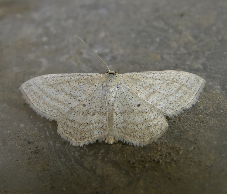 Scopula virgulata - vesszős sávosaraszoló