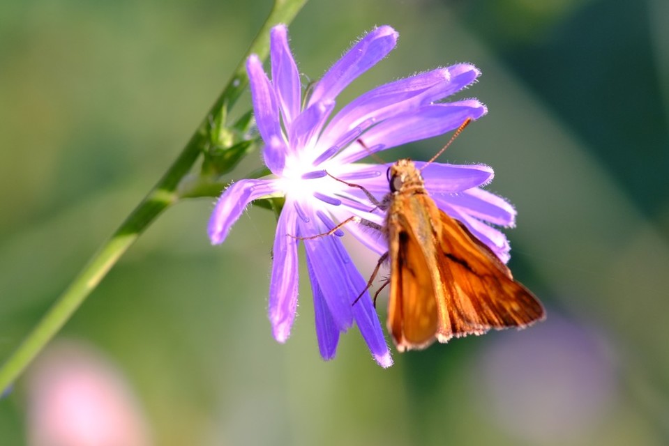 Ochlodes sylvanus - erdei busalepke