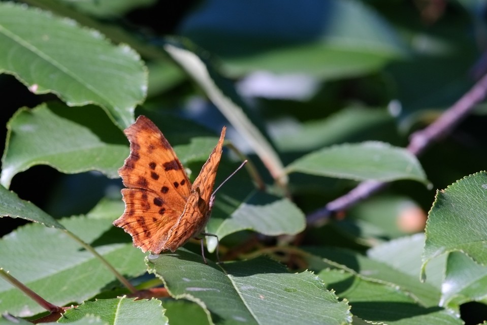 Nymphalis c-album - C-betűs lepke