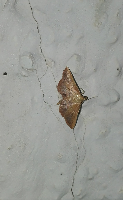 Endotricha flammealis - tüzesszárnyú fényilonca