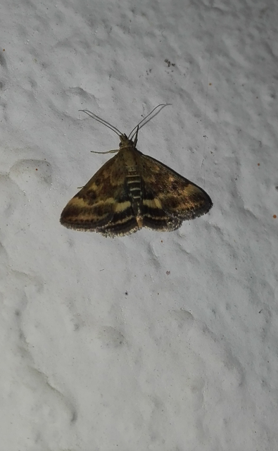 Pyrausta despicata - réti bíbormoly