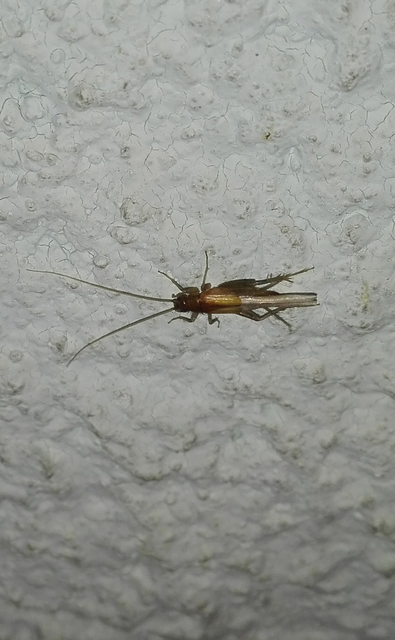 Stenonemobius bicolor ponticus - pontuszi karcsútücsök