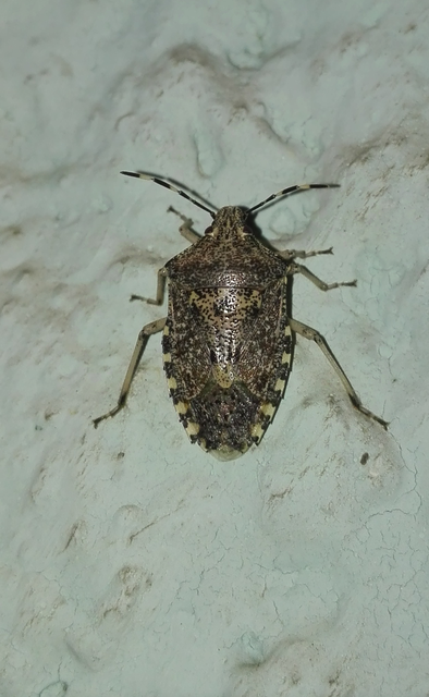 Rhaphigaster nebulosa - bencepoloska