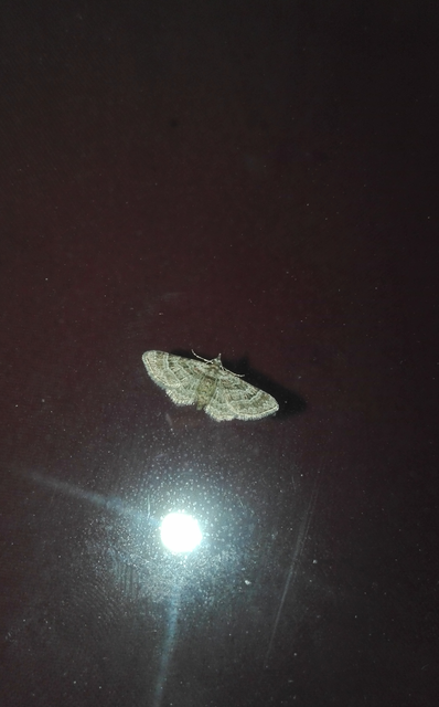 Gymnoscelis rufifasciata - vöröscsíkos törpearaszoló