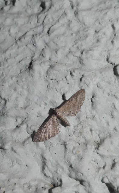 Eupithecia