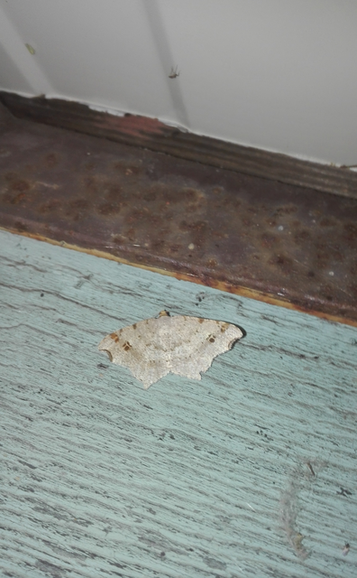 Macaria alternata - közönséges szürkearaszoló