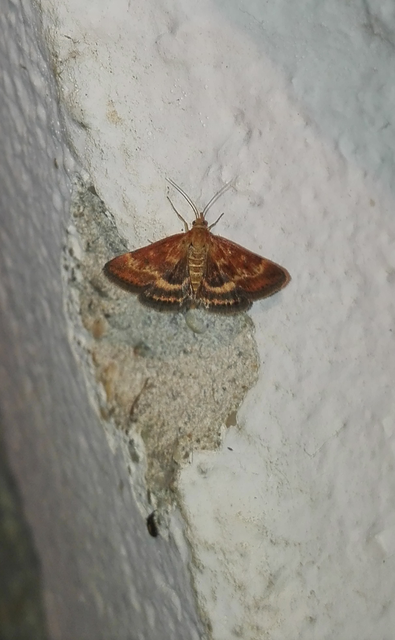 Pyrausta ostrinalis - ritka bíbormoly