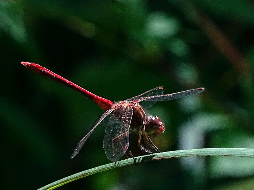 Sympetrum meridionale - fakó katona-szitakötő