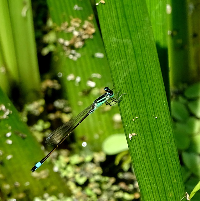 Ischnura elegans pontica - kéköves légivadász