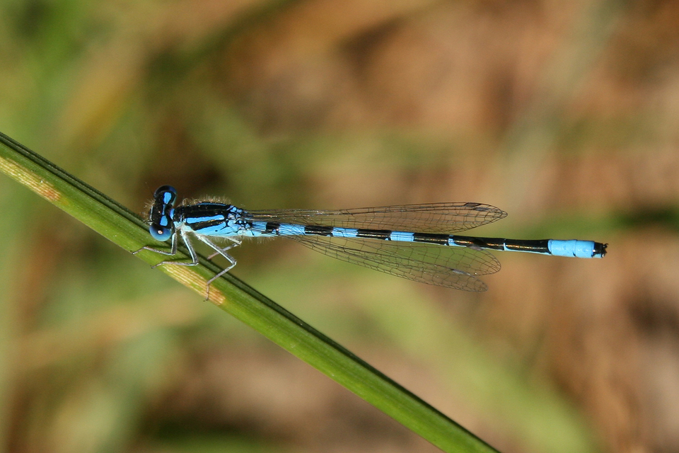 Coenagrion scitulum - mediterrán légivadász
