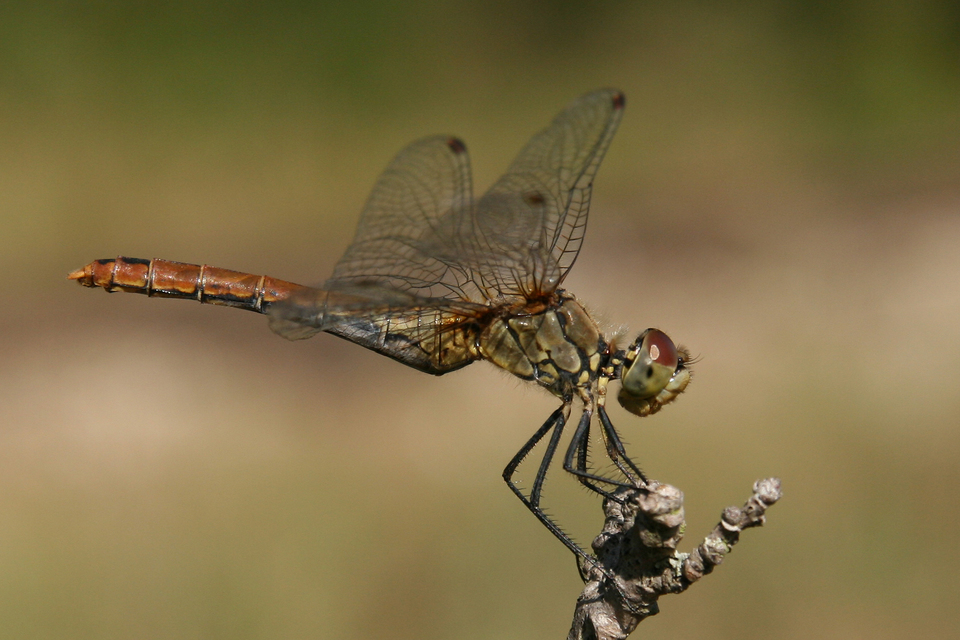 Sympetrum sanguineum - vörös katona-szitakötő
