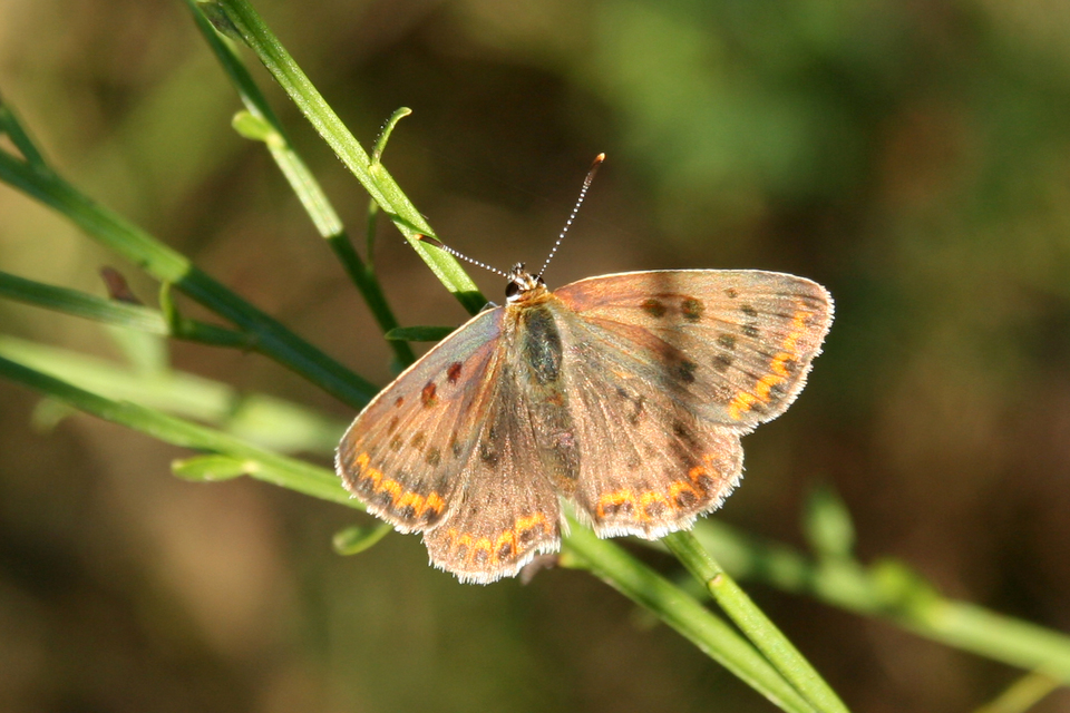 Lycaena tityrus - barna tűzlepke
