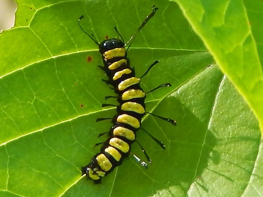 Acronicta alni - éger-szigonyosbagoly