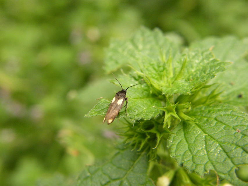 Scythris sinensis - aranyfarú zöldmoly