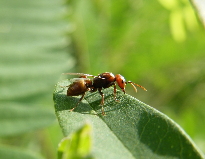 Polyergus rufescens - amazonhangya