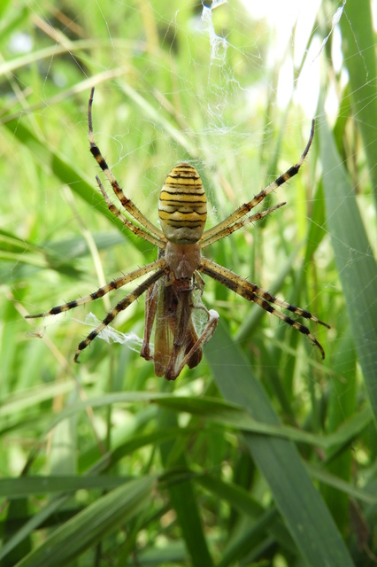 Argiope bruennichi - darázspók