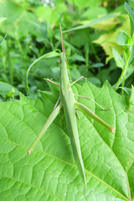 Acrida ungarica - sisakos sáska Acrida ungarica - sisakos sáska