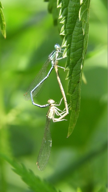 Platycnemis pennipes - széleslábú szitakötő
