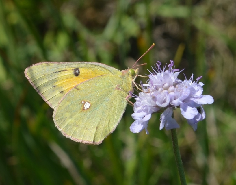 Colias chrysotheme - dolomit-kéneslepke