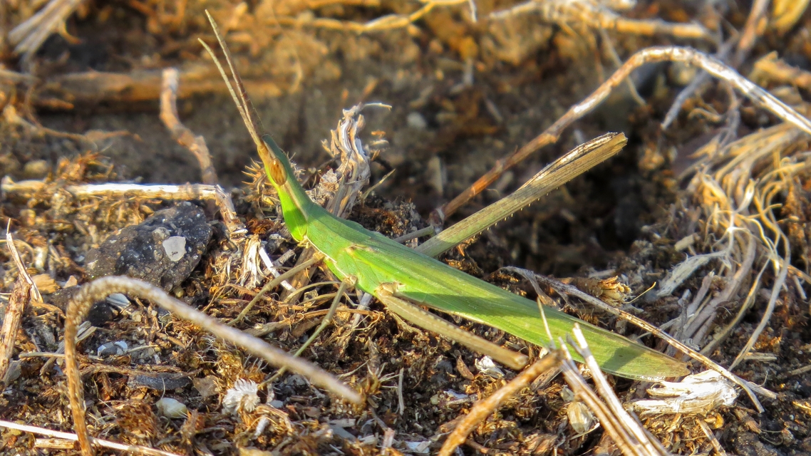 Acrida ungarica - sisakos sáska Acrida ungarica - sisakos sáska