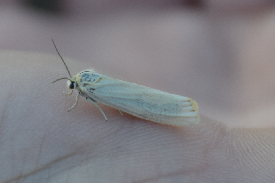 Spiris striata - csíkos molyszövő