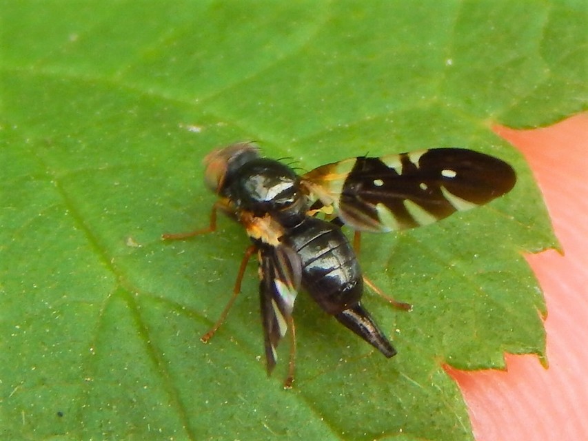 Aciura coryli