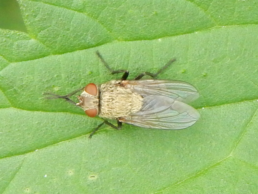 Pollenia