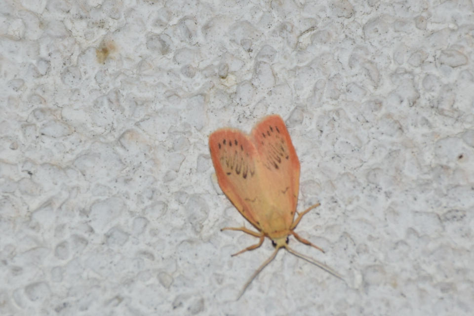 Miltochrista miniata - piros medvelepke