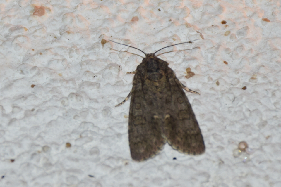 Acronicta rumicis - sóska-szigonyosbagoly