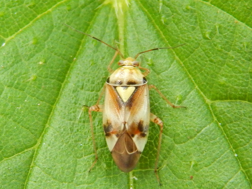 Lygus pratensis - változó mezeipoloska