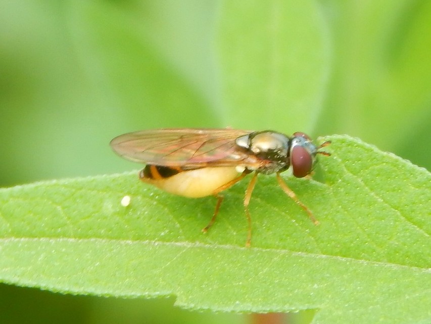 Syrphidae - zengőlegyek
