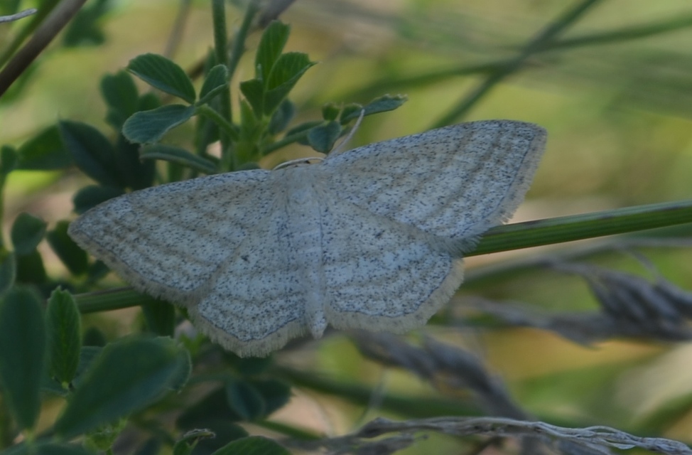 Scopula virgulata - vesszős sávosaraszoló