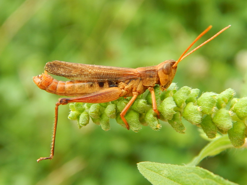 Chorthippus oschei pusztaensis - pusztai rétisáska