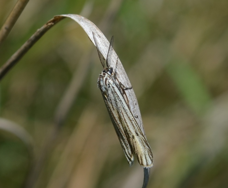 Spiris striata - csíkos molyszövő