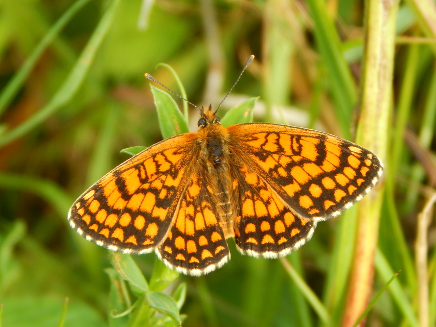 Melitaea athalia/aurelia/britomartis