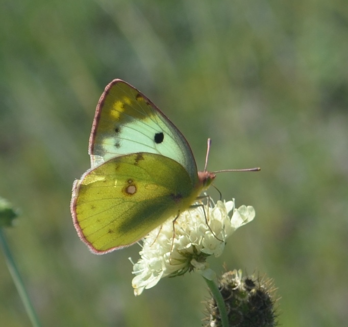 Colias hyale/alfacariensis