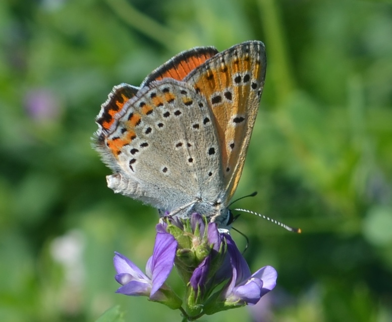 Lycaena thersamon - kis tűzlepke