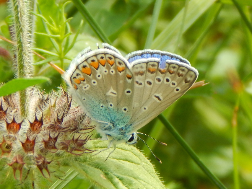Polyommatus icarus - közönséges boglárka
