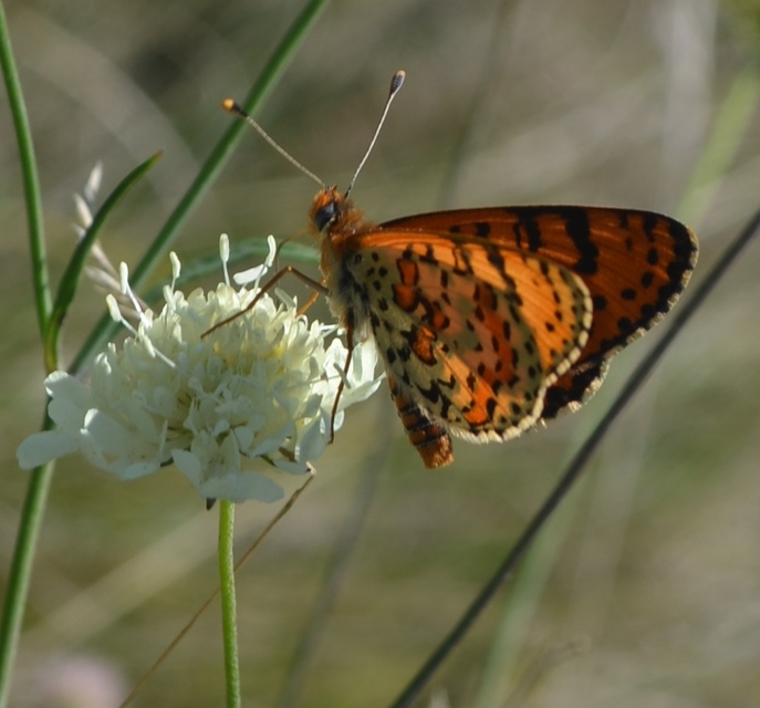 Melitaea didyma - tüzes tarkalepke